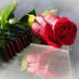 كسر الخواطر (@u2yltryi1bfunn5) Twitter profile photo