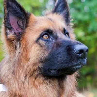 finchkll3's profile picture. Warrington Wolves RLFC