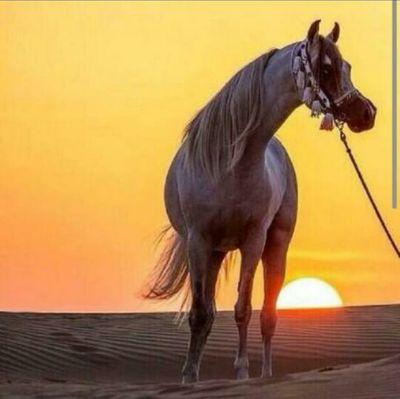 ‏ ‏‏‏‏‏‏‏‏‏سبحان الله وبحمده