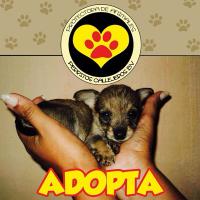 Perritos Callejeros (@pecabevi) 's Twitter Profile