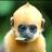 gingermonkey's profile image