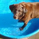 Heather Danielson - @heather1pep - Twitter