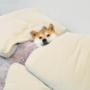 おとなりさん