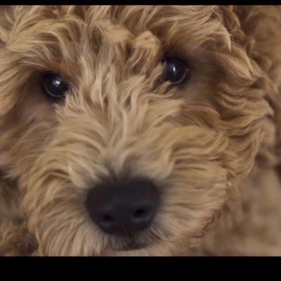 superlawley1's profile picture. 