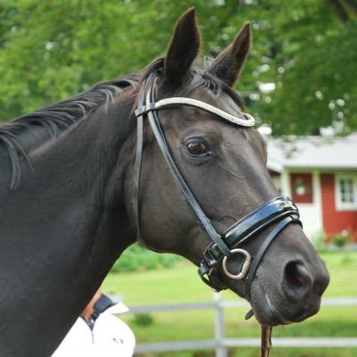 #horses #dressage #dressyr #home