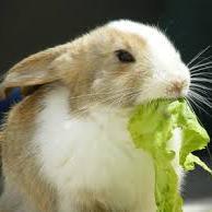 my new life motto is that for every awful day/experience, there's a bunny waiting to dry your tears with its adorableness  :*D
