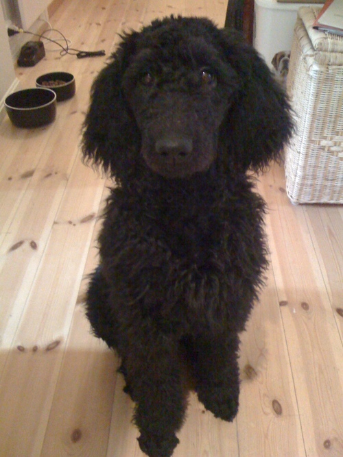 Winnie Øgreid