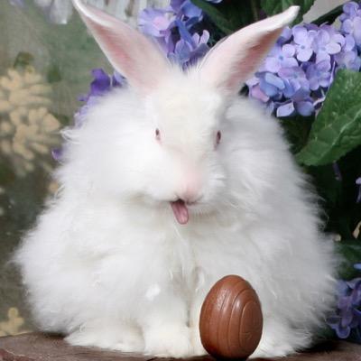 Racing junkie, fiber artist, dance mom(I'm a nice one),costume mistress, FFA voluteer, and yes I do own the rabbit in my picture!