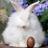 Angoramom's profile image