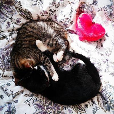 ael126's profile picture. O you who have believed, if you fear Allah, He will grant you a criterion and will remove from you your misdeeds and forgive you. 8:29 ❤