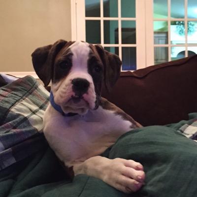 boxer_jax's profile picture. Jaxson the Boxer dog! Playing, loving, and generally getting into all kinds of trouble! Looking forward to making new friends.