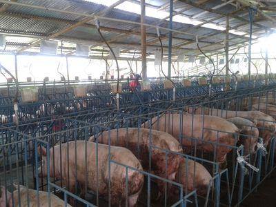 GalleHoracio's profile picture. porcicola Renacer