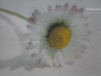 Daisy Chain Herbals & Organics offers handmade, organic health & beauty products & herbal remedies for the whole family.