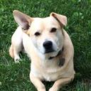 Lt Dan Hobson - @LtDanDog - Twitter