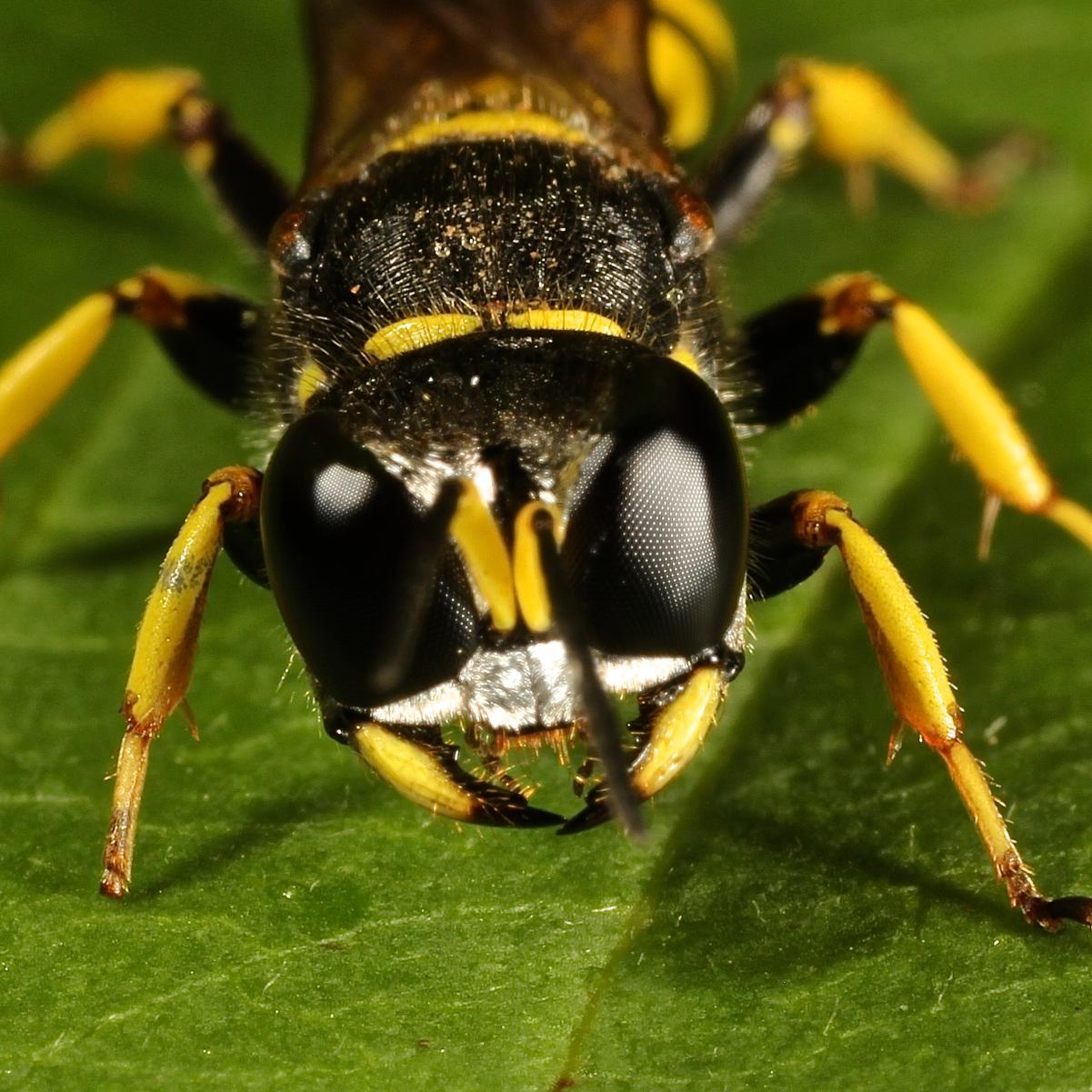 International Society of @Hymenopterists student/ECP news; tweets by @parasitoidrex.  🐝 🗞️ 🐜 #Hymenoptera #bees #wasps #ants #sawflies #ISHstudents