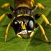 Student & ECP Int Soc of Hymenopterists Members (@ishstudents) Twitter profile photo Student & ECP Int Soc of Hymenopterists Members (@ishstudents) Twitter profile photo