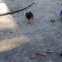 rafaela juarez ramir - @ramir_juarez - Twitter