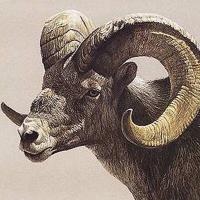 WildSheep Foundation (@wildsheepfndn) 's Twitter Profile
