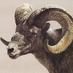 WildSheep Foundation (@wildsheepfndn) Twitter profile photo WildSheep Foundation (@wildsheepfndn) Twitter profile photo