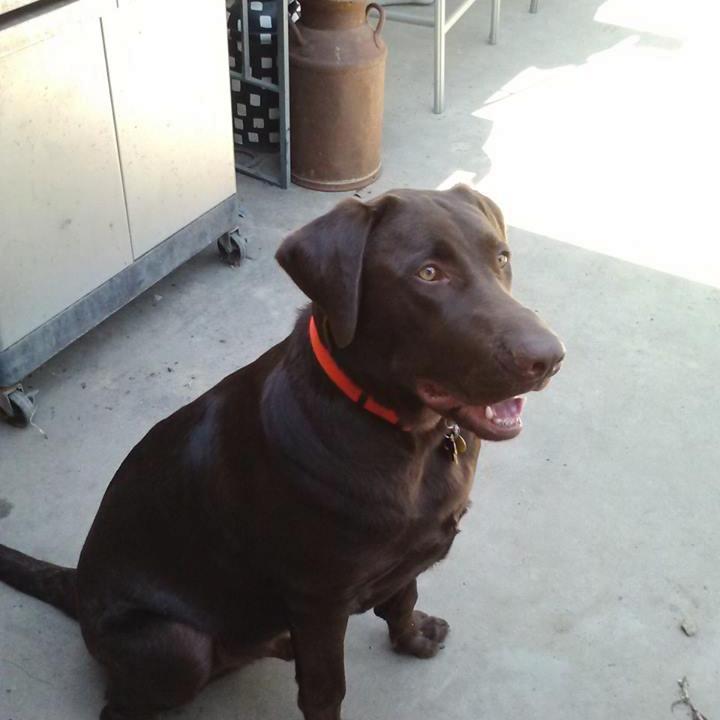 TinaLlewellyn1's profile picture. married and I have 2 children, a son in law, a daughter in law 1 grandson, my Chocolate Lab named Junior, and he has a cat named Kit.