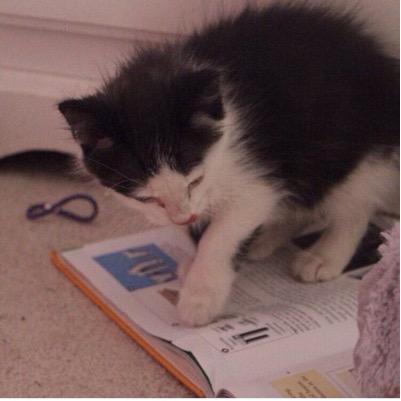 RomeoCollinsx's profile picture. i'm @themommacollins @kirstencollinsm @weeklychris @crawfordcollins and @karismacollins's cat