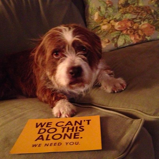 Regina_LegendAR's profile picture. I made it out of Lancaster Shelter in the nick of time!  PHEW!  Now I'm tweeting for the paws!  Woof!!