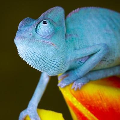 ChameleonHarry's profile picture. Brother to @ChameleonPhil aka Pascal // Just here for the chameleon banter