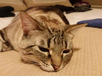 Fannish, lurker, long time resident. I like your cat.