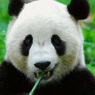 もふもふパンダ画像 Mofu Panda4 Twitter もふもふパンダ画像 Mofu Panda4 Twitter