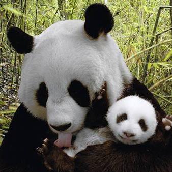 パンダ画像館 Panda Pic4 Twitter パンダ画像館 Panda Pic4 Twitter