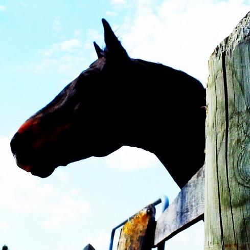 You have to be odd to be number one. Another equestrian with big dreams nice horses and VERY expensive taste