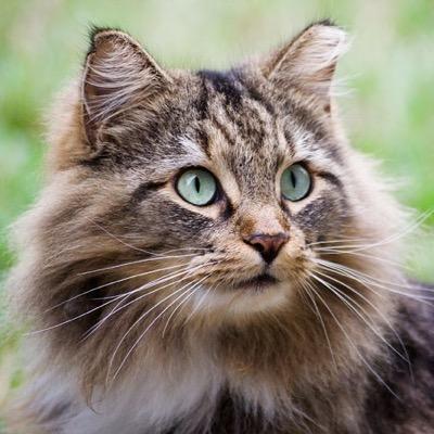 Daily pictures of all kinds of adorable kittens and cats