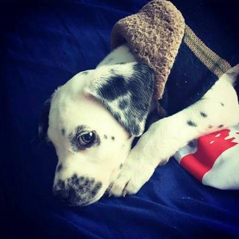 Ser un perro en mejor que nada duermes en la cama de @soyalannavarro todo el día y nadie te dice nada!.