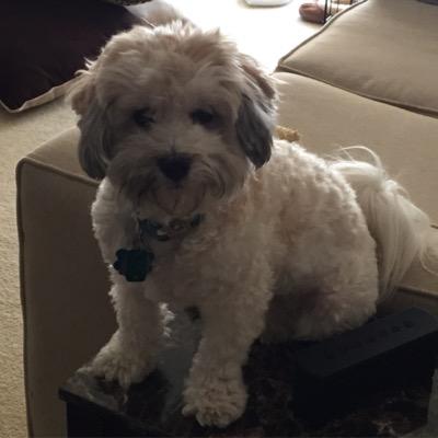 Fun loving puppy from PGH please follow me as I grow up a big dog. follow on IG arnie_j_bear