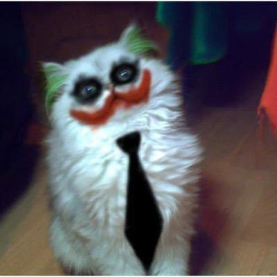 velmakelly03's profile picture. 