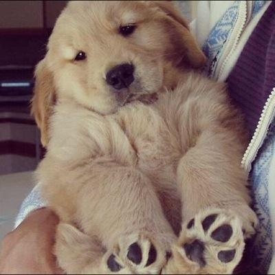 DogLoverCentral's profile picture. If you love dogs you should follow us!