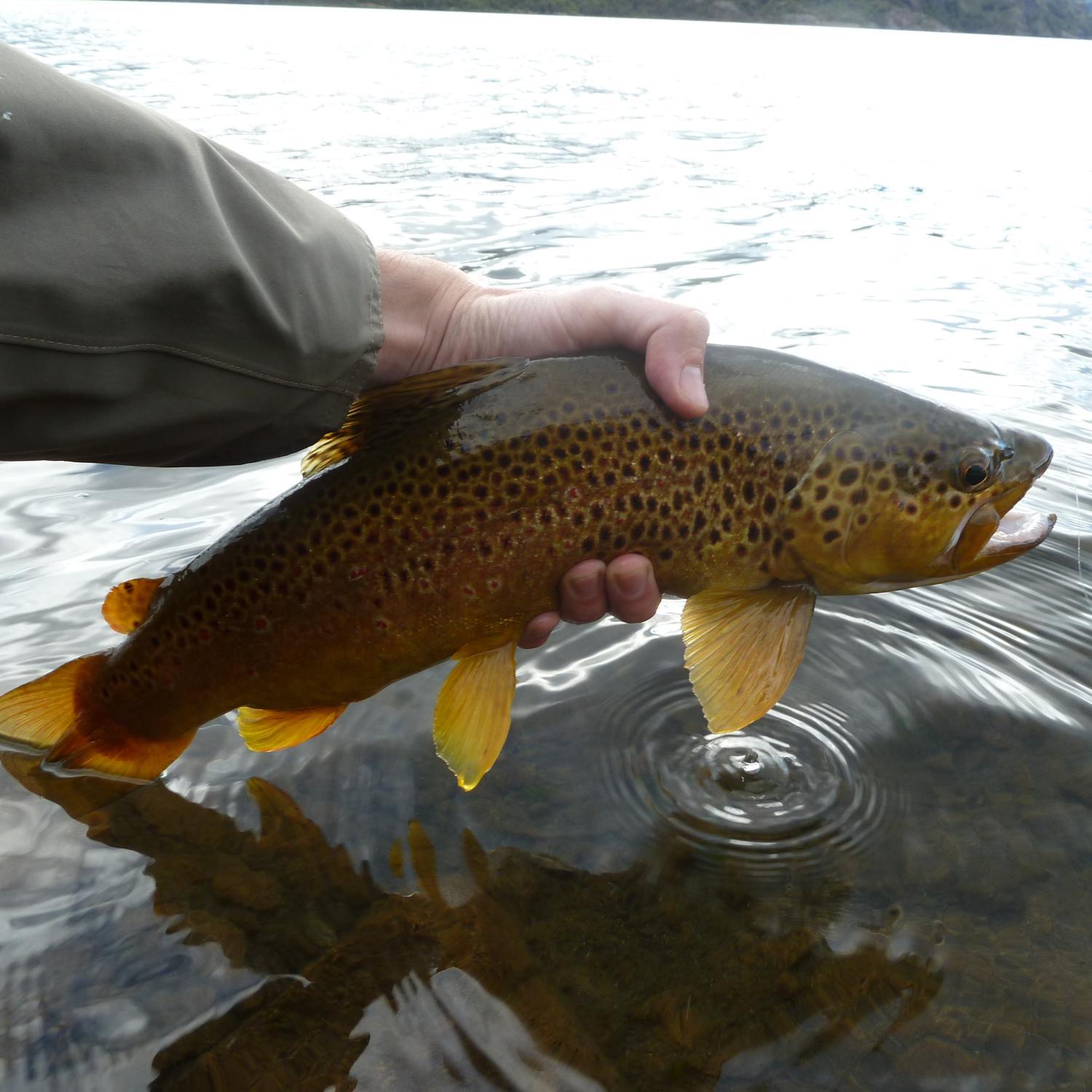 Promotion of Chile as world-class place for fly fishing. 
Advocacy for preserving our lakes and rivers. 
RT photos, videos, tips and spots.