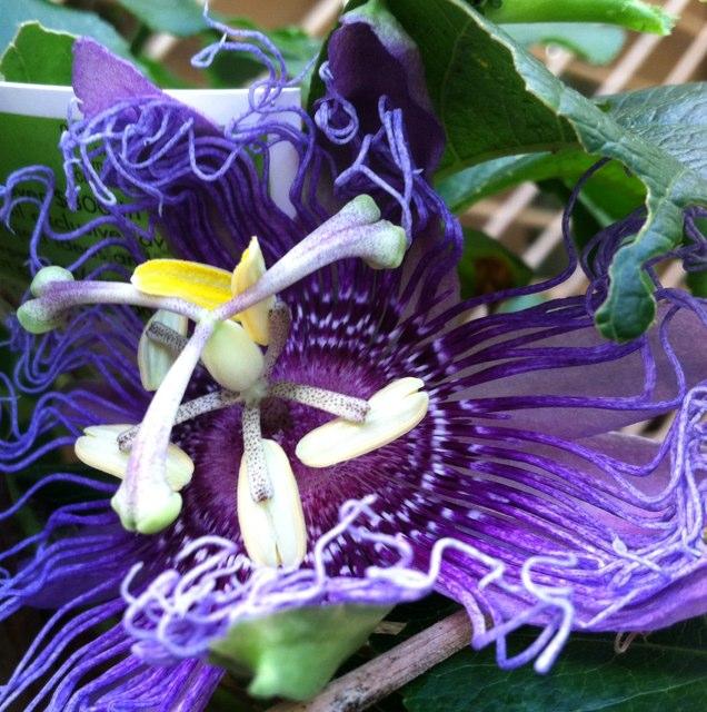 youngBLrepub's profile picture. 