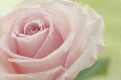 soonii70's profile picture. ‏‏‏الخآص مهمل لا تطرقوه كثيراً.. فـ لدي من ملك قلبي وآروئ روحي عشقاً♡♡