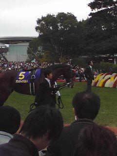 keiba_anauma_at's profile picture. 現役の競走馬に乗ってる馬乗りです。競馬予想を呟いていきます。穴党ですのでヒモにでも入れてみてください。笑馬場、コースへの適性予想です。blogやってますので是非