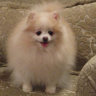 i pop on every now & then 2 say hi. i like 2 laugh & eat Honey Nut Cheerios! *spin, spin, spinnnnnn* LUV 2 spin 2! *giggle* i hope 2 b on sooner than later!