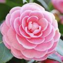 eliza arias - @elizachicagemi3 - Twitter