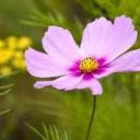 Habbati Shafa (@0223Shafa) Twitter