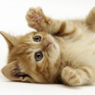 ウイスキー/猫