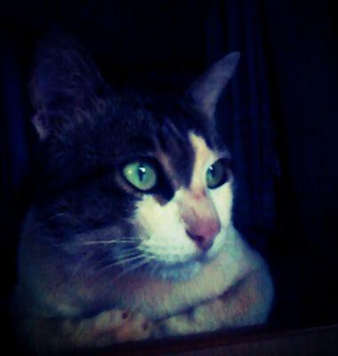 Hallo
Name : Nano
Age 14
 Nice to meet you
^0^