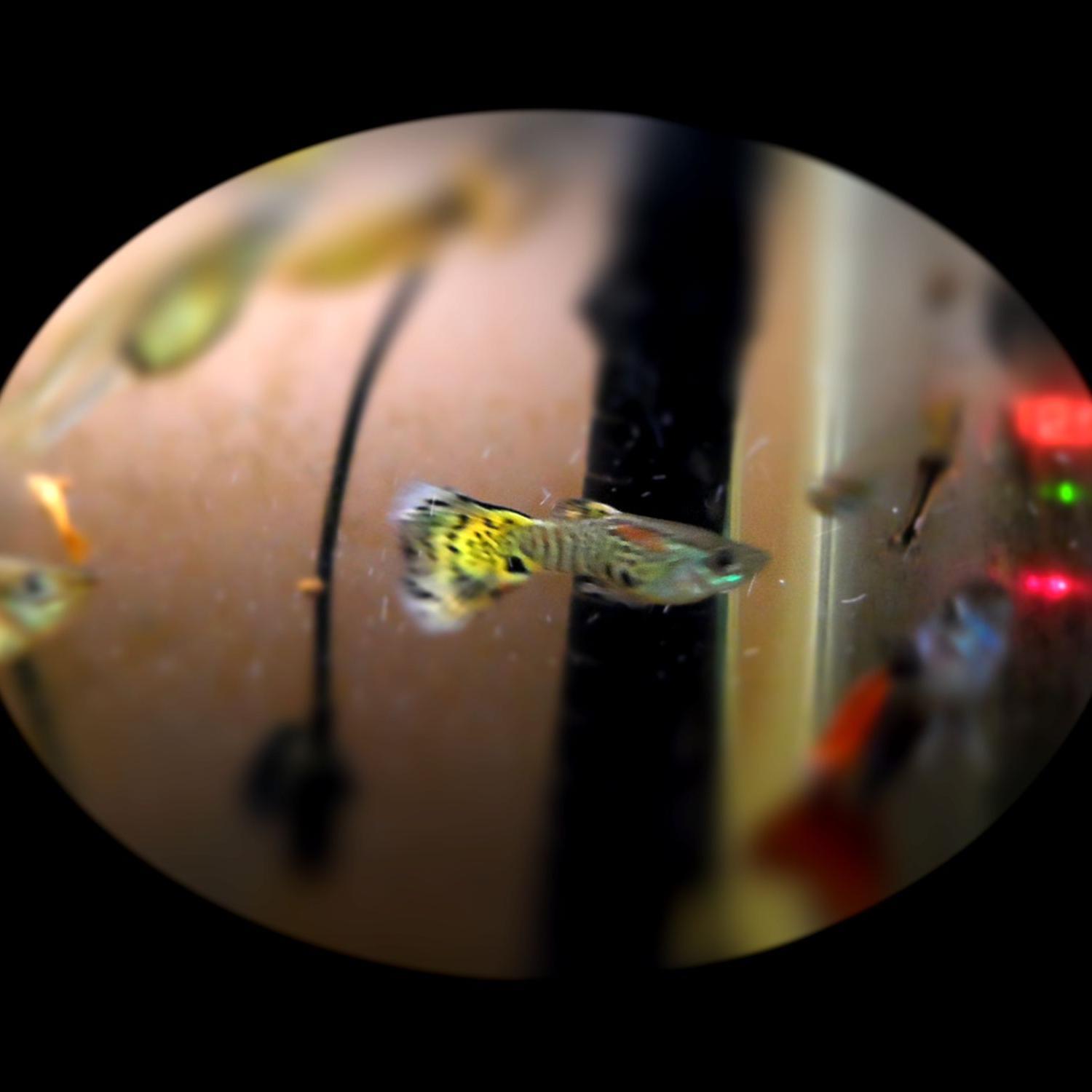 freshwaterfishu's profile picture. Hello this my my twitter where i will post everything about my freshwater fish and my freshwater shrimp.I will post my diy projects.