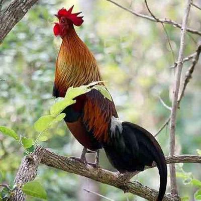 Tìm hiểu hơn 94 hình ảnh gà rừng đẹp mới nhất  Tin Học Vui