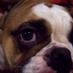 Dee (@luvmybullydog) Twitter profile photo