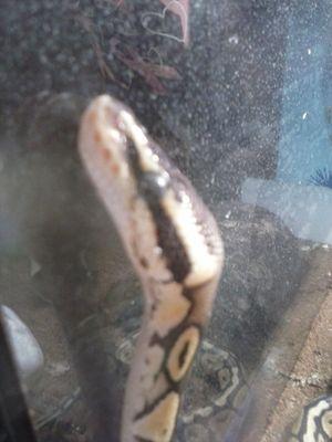 mamaluvtoride61's profile picture. 