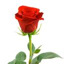 romantik kıro (@1968alitubek) Twitter